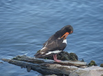 FZ006799 Oystercatcher (Haematopus ostralegus) grooming itself.jpg